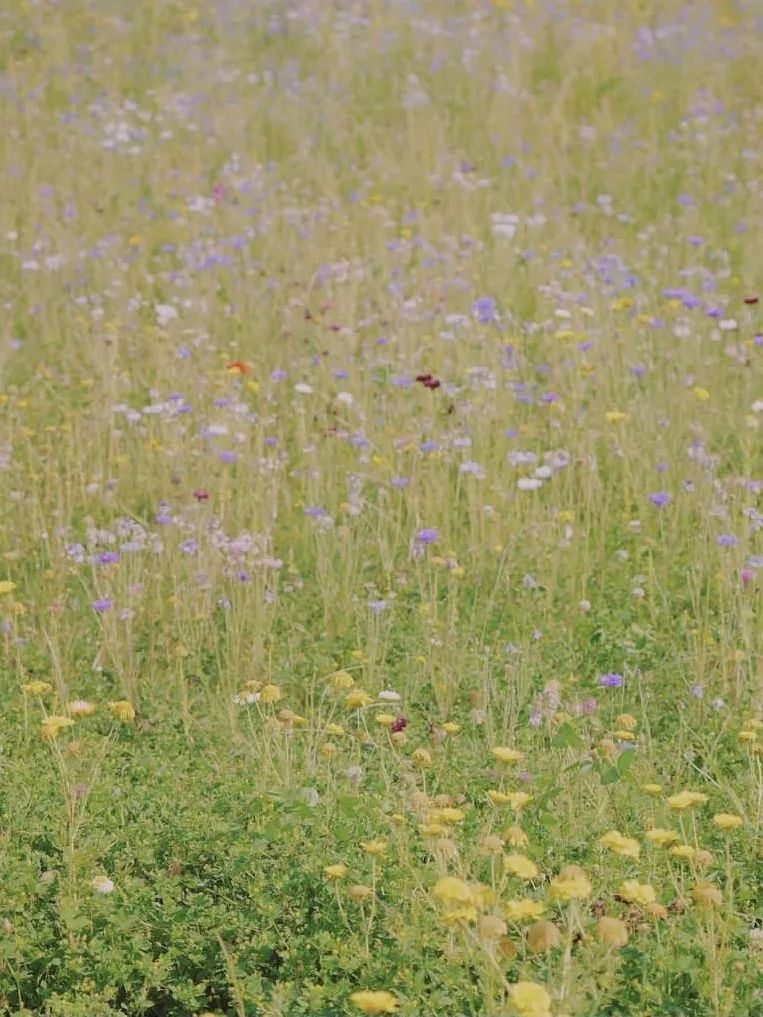 会员推荐 | LOUIS LONG :路易诗兰色彩体系的传承与行业革新的背后......(图7) 会员推荐 | LOUIS LONG :路易诗兰色彩体系的传承与行业革新的背后......(图7)